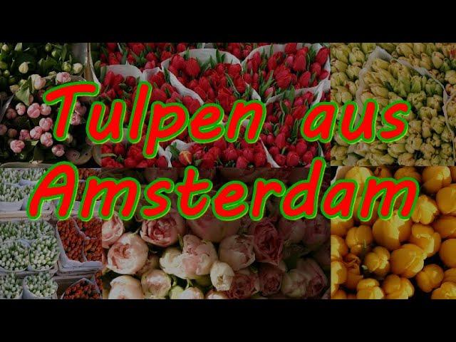 Tulpen aus Amsterdam (SDR 1983) - mit Ernst Hilbich † 20. Februar 