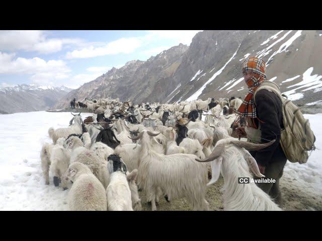 A Shepherd's Journey (with English Subtitles)