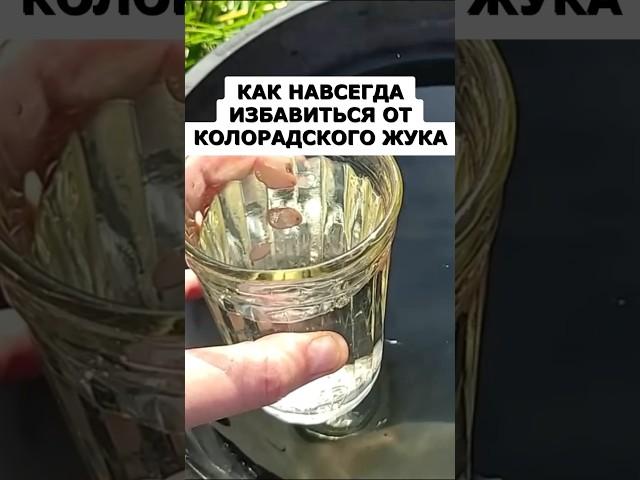Колорадский жук никогда не вернётся после этого средства #огород #дача #сад #урожай