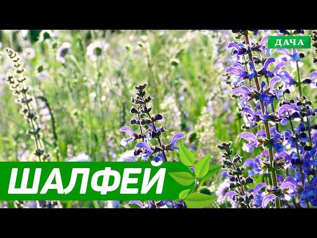 Добрый Сад: ШАЛФЕЙ выращивание и уход