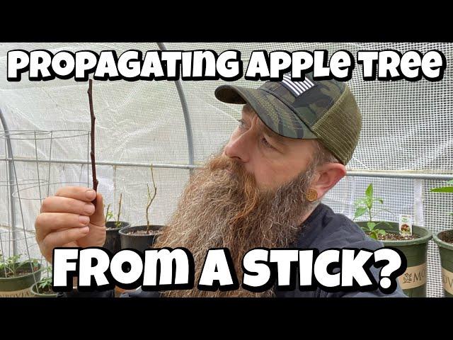 How to grow / Propagate￼ an apple tree from a Cutting￼￼