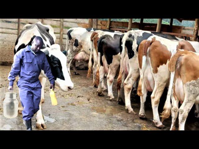 Village Dairy Producing 32 Litres per Cow using Simple Feeding No Silage