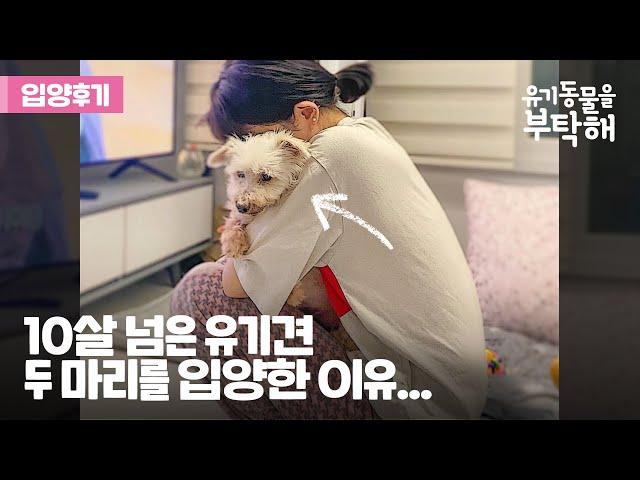 [ENG] 보호소에만 살았던 10살 넘은 유기견 두마리를 입양한 이유