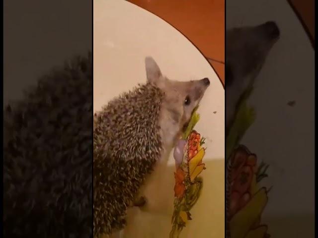 Ёжик в гостях у енотов