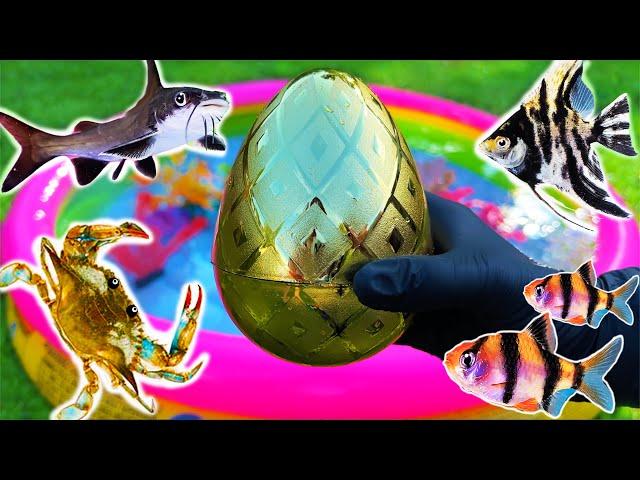 Colorful surprise eggs, blue crab, shark, angelfish, betta fish, catfish, butterfly fish, goldfish