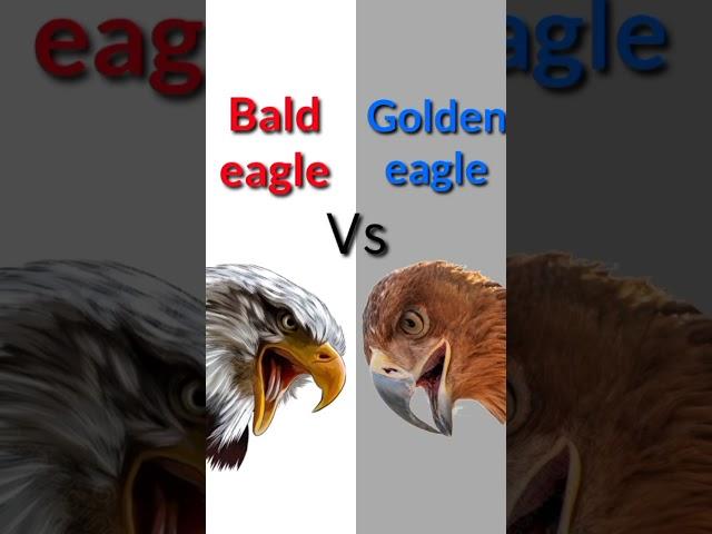 Comparison sounds || Bald eagle vs Golden eagle sound effects