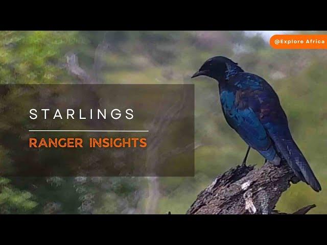 CAN YOU IDENTIFY A STARLING IN THE WILD? | Ranger Insights