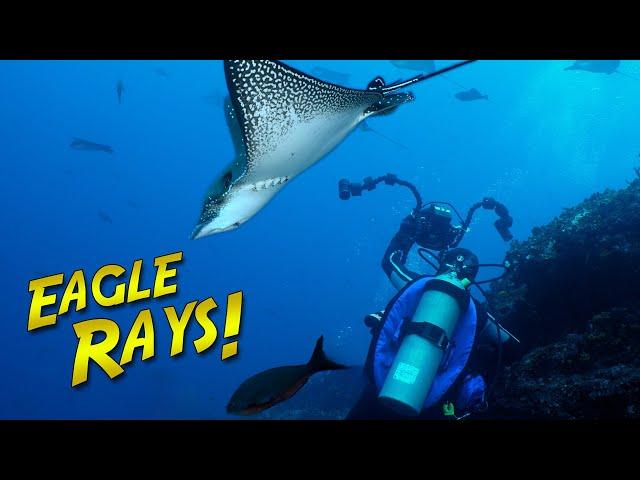 A Quest for EAGLE RAYS in the Galapagos!  Can we find them??