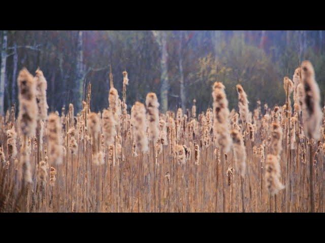 Calming Nature Walk on the Neponset River [Cinematic Footage with Piano]