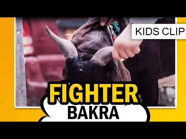 Fighter Bakra | Mera Pyara Bakra | Bakra Eid 2020 - Kids Madani Channel