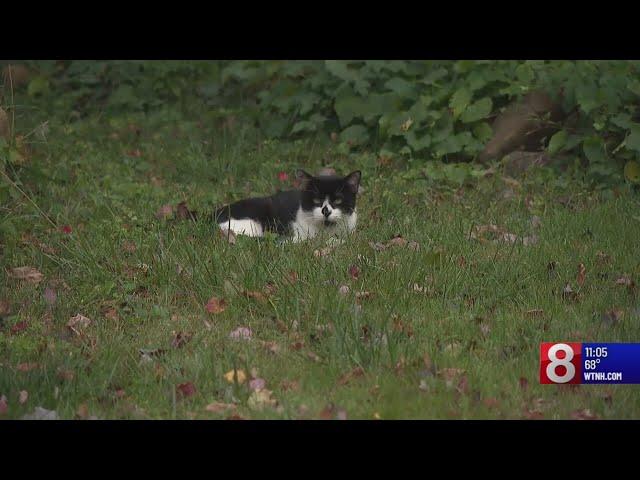 North Haven Animal Control to trap & euthanize feral cats