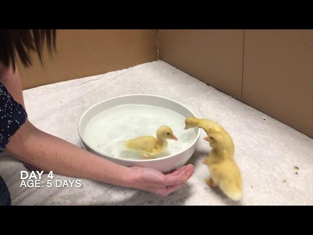 Day 4: Ducklings FREAK OUT the first time they go swimming