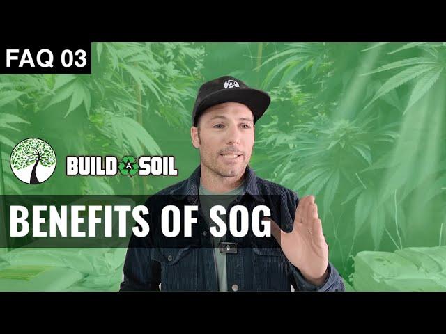 BuildASoil:  SEA OF GREEN, NIWA CONTROLS, PAPAYA SEEDS, COMMERCIAL GROWS & MORE (Season 7, FAQ 03)