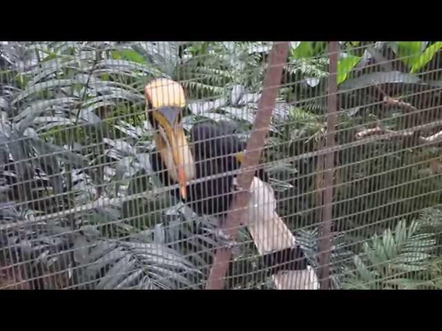 Great Pied Hornbill / Двурогий Калао или Гомрай (Самый Крупный Вид Среди Птиц-носорогов)