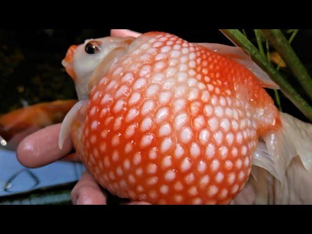 The biggest Pearlscale Goldfish in my Pond!