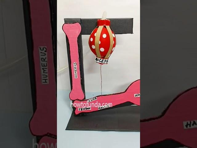 arms and muscles working model science project - #shorts  - howtofunda - biology project