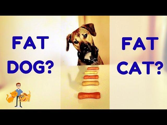 How to Tell if My Dog is Overweight or Cat Obese? (the 3 step body condition score)