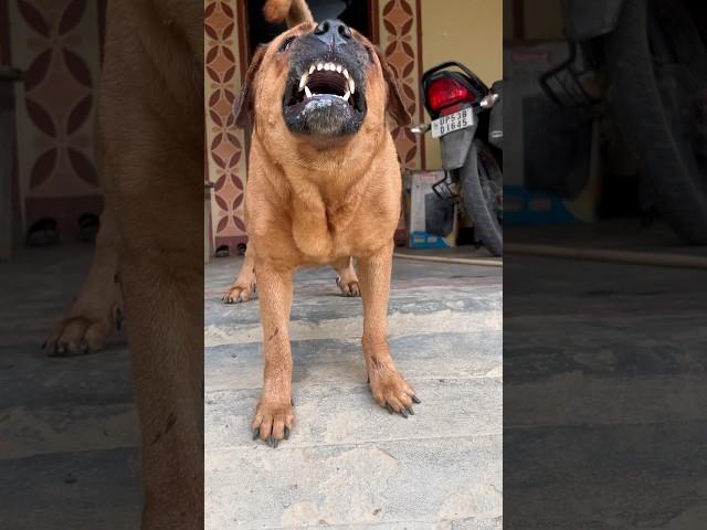 dog sound dog barking loud#shorts #viralshorts #trendingshorts