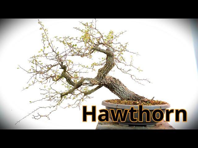 Hawthorn from yamadori becomes bonsai