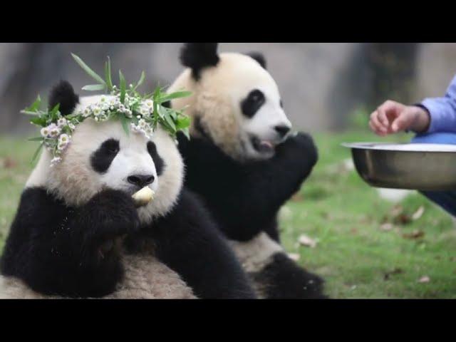 Sweet Cute Pandas