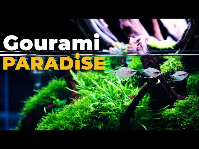 Underwater PARADISE with Pearl GOURAMIS, Japanese RICE FISH and Boraras  | 4K Cinematic