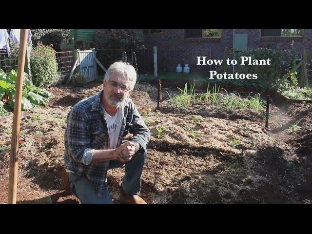 How to Plant and Grow Potatoes