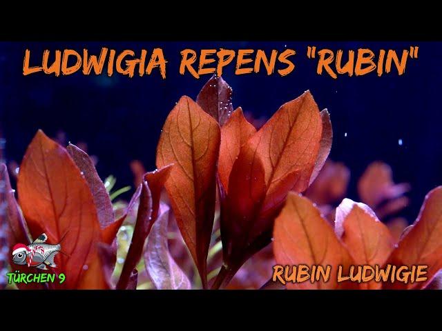 Die Rubin-Ludwigie - Ludwigia repens "Rubin" | ADVENTdicted! Adventskalender | Türchen 9