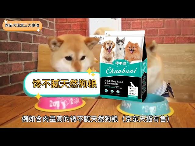 如何正确饲养柴犬？3大注意事项！