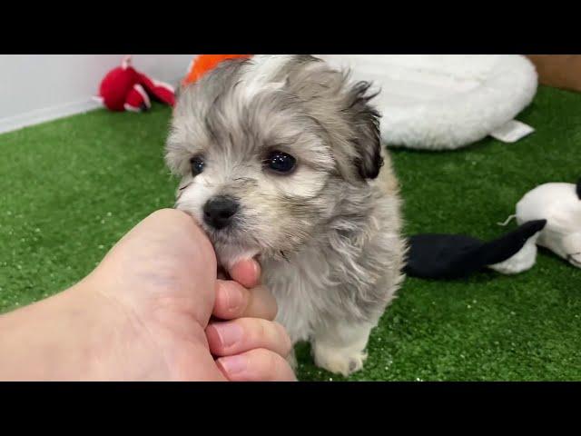 Meet Tiki: The Snuggly Aussiechon Puppy