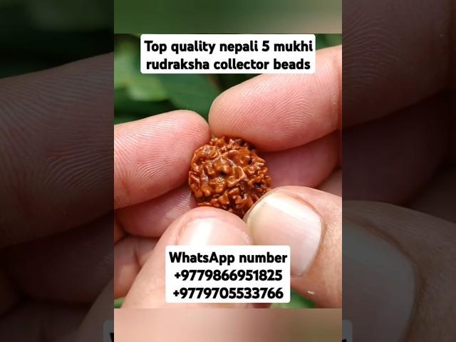 Top quality nepali 5 mukhi rudraksha #youtubeshorts #shorts #rudraksha