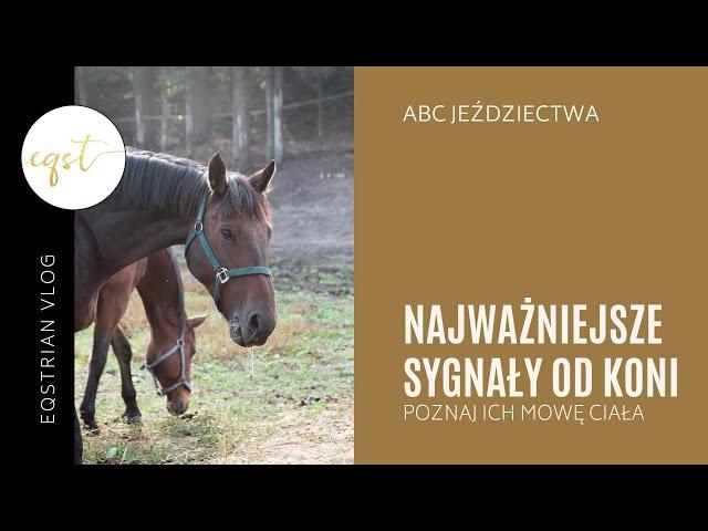 NAJWAŻNIEJSZE SYGNAŁY OD KONI | Poznaj ich mowę ciała