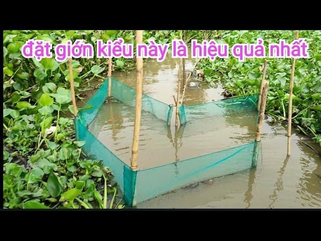 Cách đặt cái giớn xoay bồn ngang sông #fishtrap