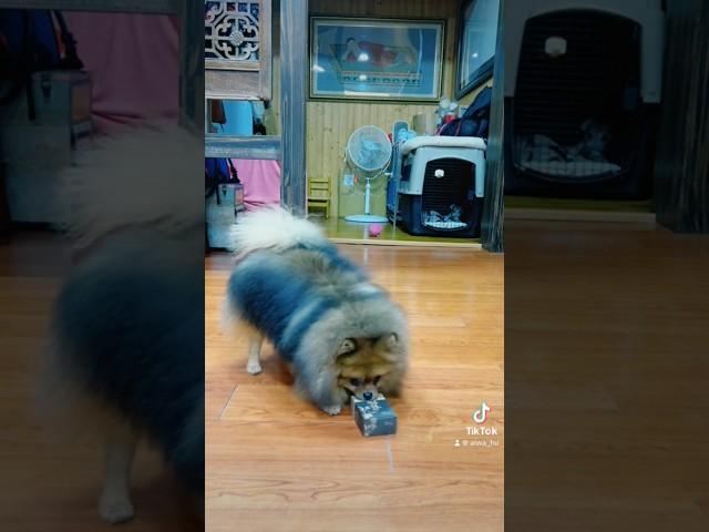 可愛的冠軍犬 #艾蛙媽vs達樂哥 #pom #pompier #dog #doggo #pet #petlover