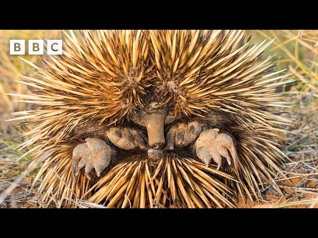 Cute echidnas keep cool... by blowing SNOT BUBBLES  | Mammals - BBC