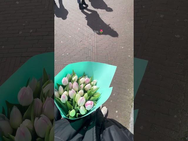 Tulip season #tulipseason #tulips #springflowers #holland #tulipflower #flowerbouquet #flowershorts