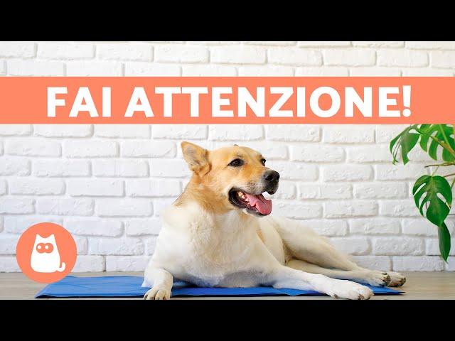 8 ERRORI che FAI con il tuo CANE in ESTATE ️ NON COMMETTERLI!