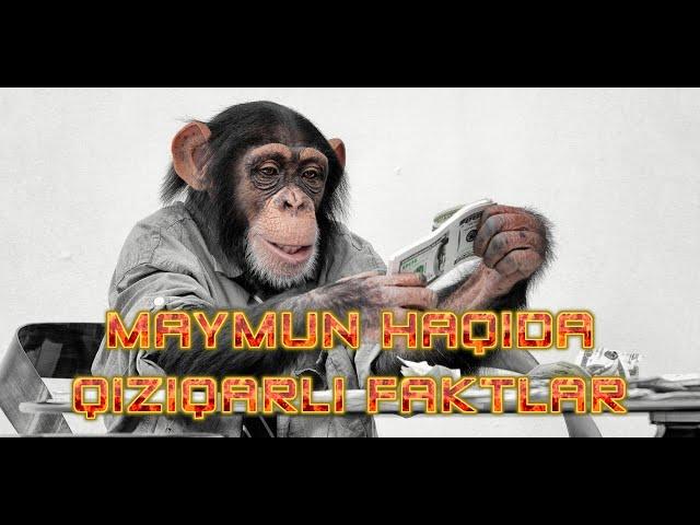 Маймунлар Хакида Хакикатлар