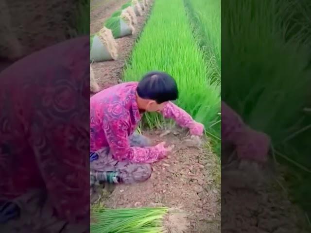 the process of farmers harvesting to washing chive plants #shorts