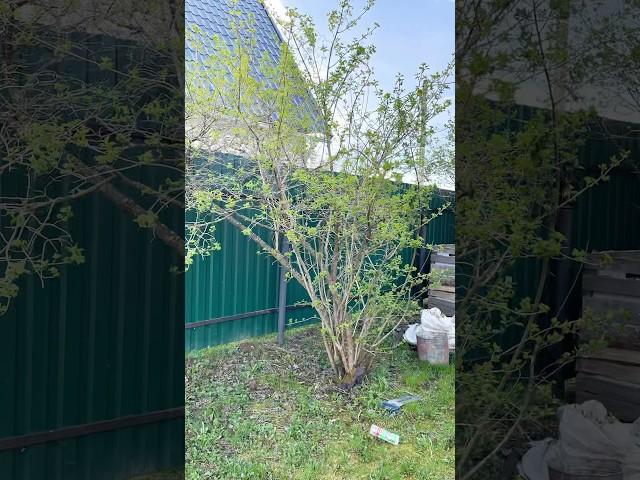Посудачим на даче#дачныйблог#репортаж #настроение#реалитишоу#классноевидео#спил#садовыйвар#весна