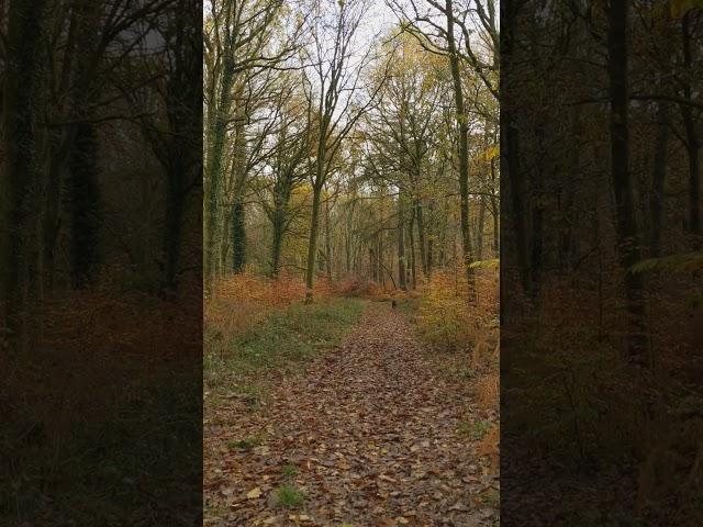 One minute walkies. Me and Marvin are in the forest for a few days. #labradorlife #mydog