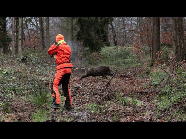 HEAVY BOAR at a few meters | Driven hunt for wild boars in the gorge (CopterPro Hunting)