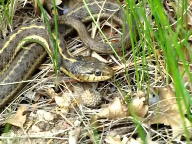 Flax Flower & Garter Snake