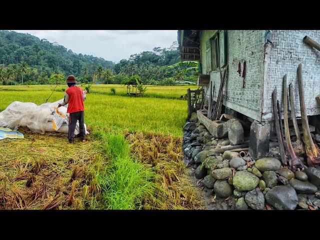 Aktivitas Di Kampung Terpencil. Sawah Lereng Gunung, Indah Alam Desanya, Suasana Pedesaan Jawa Barat