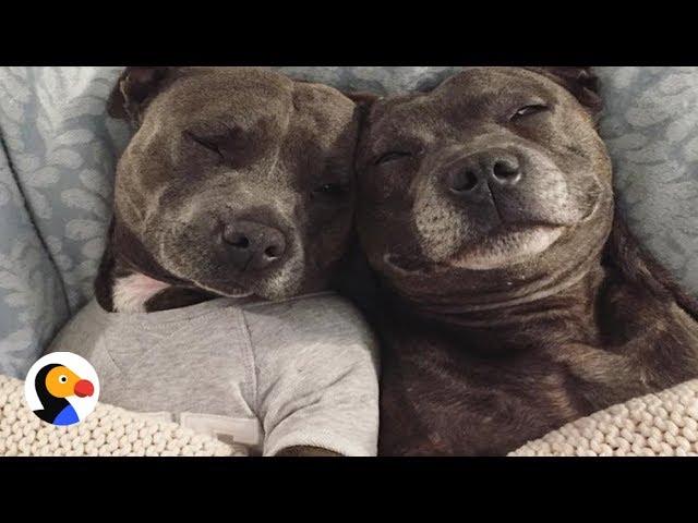 Most Pampered Pit Bulls In The World | The Dodo