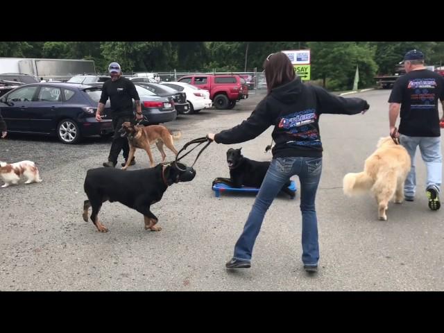 People/Dog Reactive German Shepherd, Onyx!  Reactive Dog Training | Off Leash K9 Training