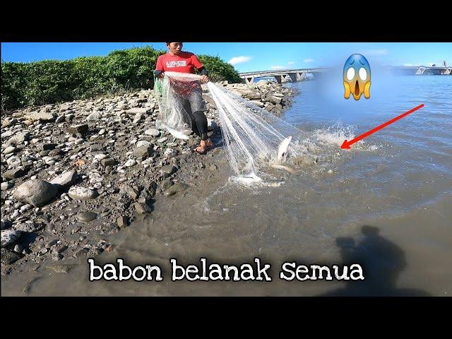 Jala Ikan Belanak Di Muara/ Sekali Tebar Isinya Babon Belanak Semua