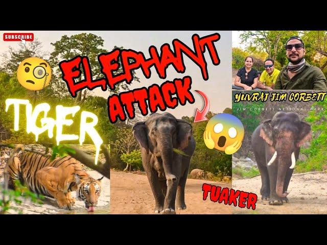 TIGER SIGHTING & ELEPHANT ATTACK BHI HO GYA AAJ  #yuvrajjimcorbett