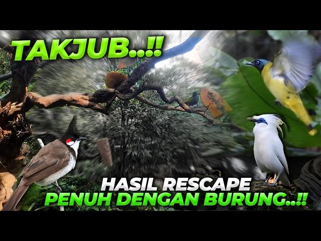 MELIHAT LEBIH DEKAT BURUNG AVIARY SETELAH RESCAPE..!!