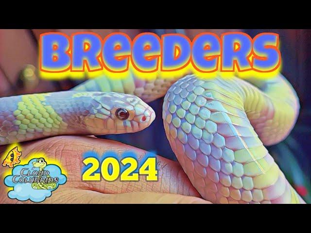 Cloud Colubrids 2024 Breeders. Amazing Snakes