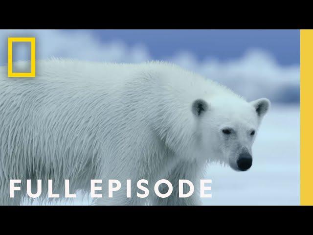 Polar (Full Episode) | Hostile Planet | National Geographic